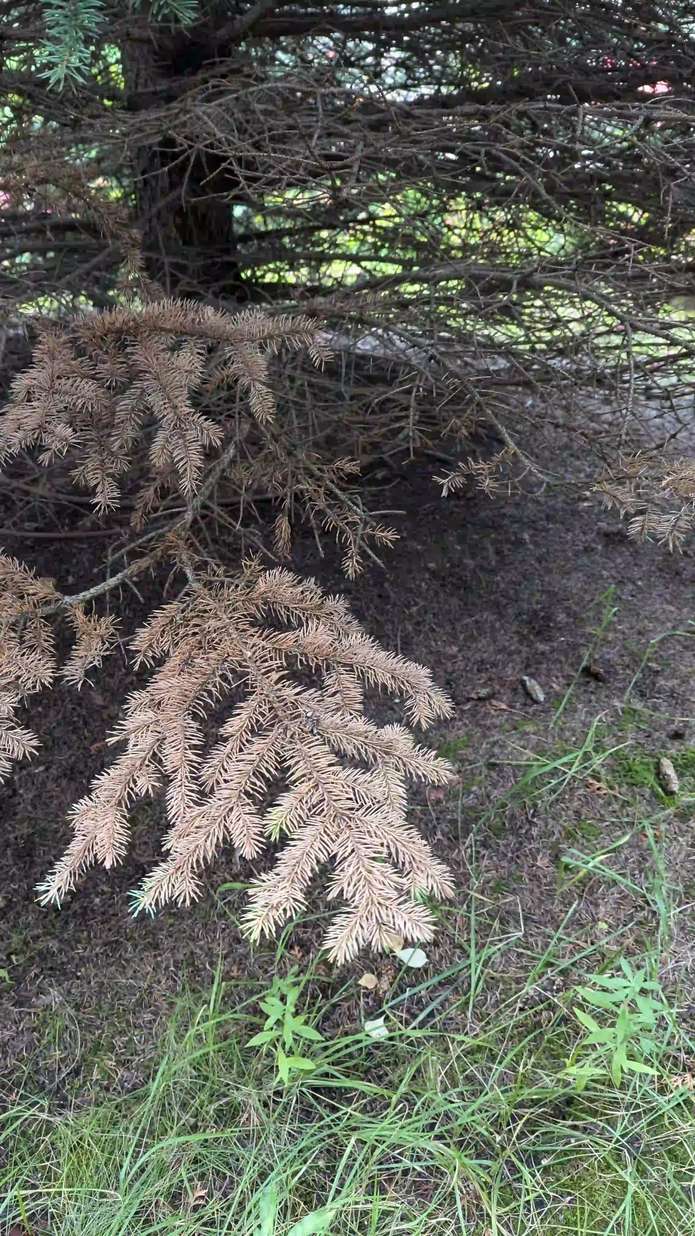 Болезни нижнего яруса в г. Новобратцевский